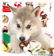wolf dog puppy posted by Wolf Husky Pups